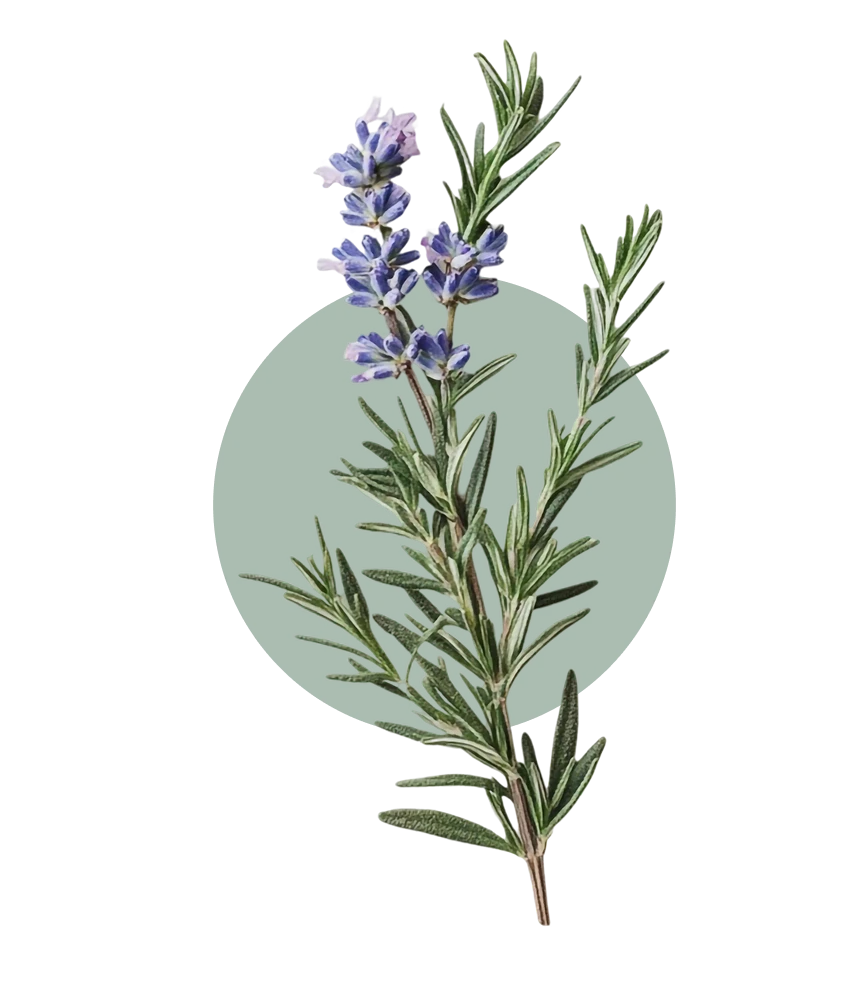 Rosemary extract blocks DHT at the follicle