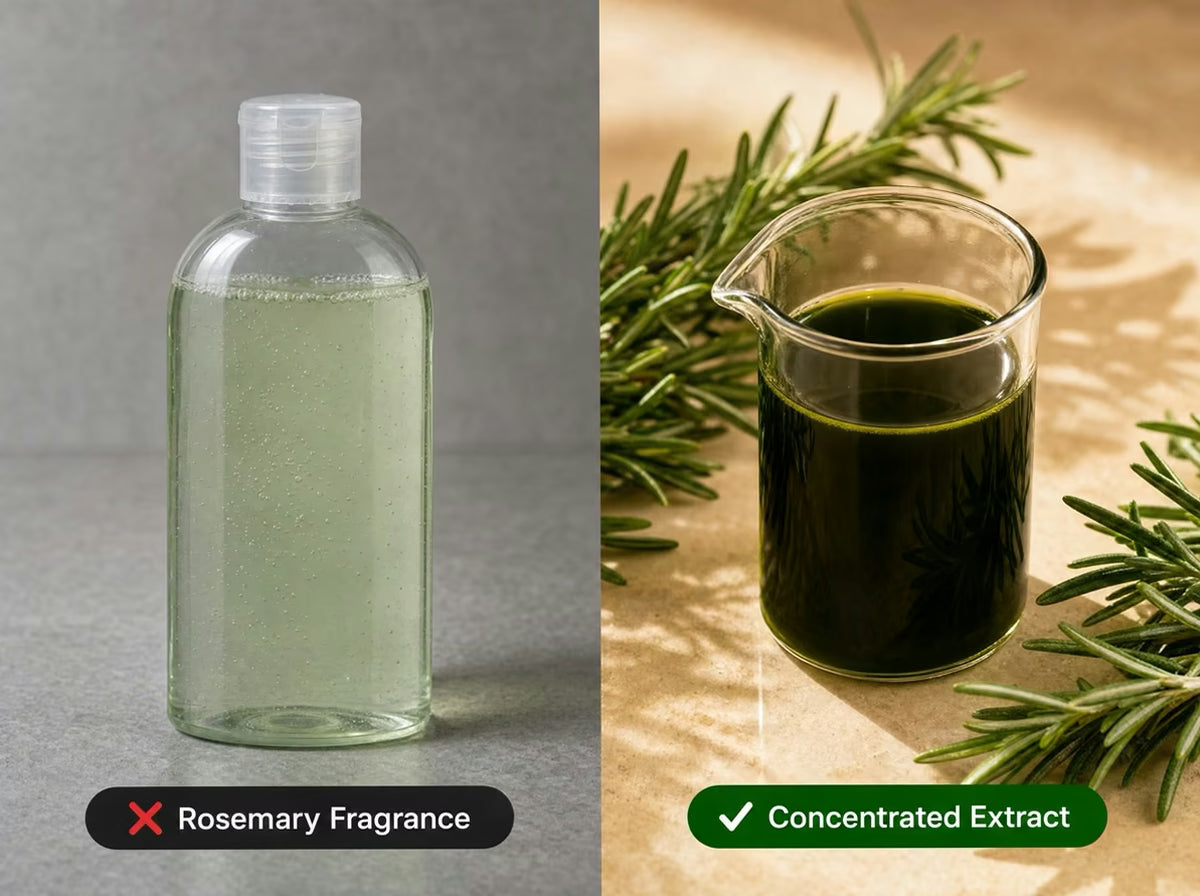 Watery rosemary fragrance shampoo compared with concentrated rosemary extract